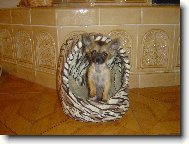Chihuahua