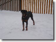 Dobermann, Doberman