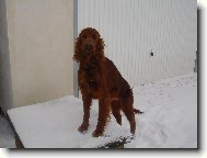 Irish Red Setter