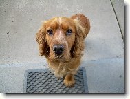 English Cocker Spaniel