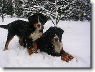 Berner Sennenhund