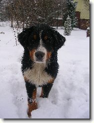 Berner Sennenhund