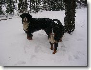 Berner Sennenhund