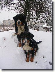 Berner Sennenhund