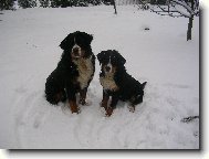Berner Sennenhund