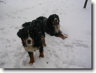 Berner Sennenhund