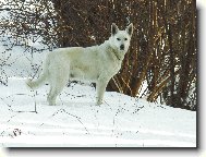 Berger Blanc Suisse, White Swiss Shepherd Dog