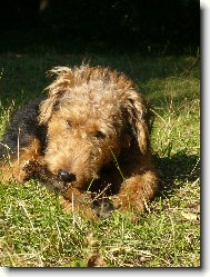 Welsh terrier \(Dog standard\)