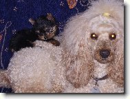 Poodle, Caniche