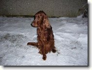 Irish Red Setter