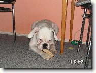 Deutscher Boxer