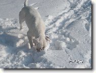 Deutscher Boxer
