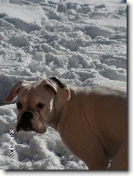 Deutscher Boxer