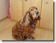 English Cocker Spaniel