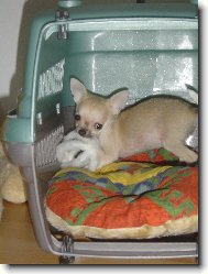 Chihuahua