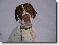 English Pointer