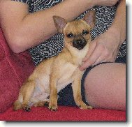 Chihuahua
