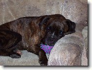 Deutscher Boxer