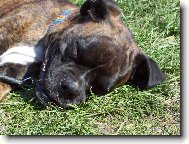 Deutscher Boxer