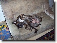 Deutscher Boxer