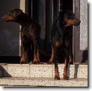 Dobermann, Doberman