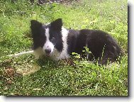 Border Collie