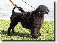 Cao de agua Portugus, Portuguese Water Dog