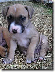 American Pit Bull Terrier