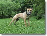 American Pit Bull Terrier