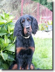 Gordon setter \(Dog standard\)