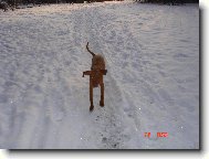 Rövidszörü Magyar Vizsla, Hungarian Short-haired Pointing Dog