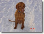 Rövidszörü Magyar Vizsla, Hungarian Short-haired Pointing Dog