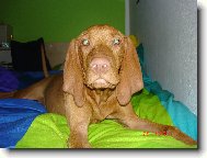 Rövidszörü Magyar Vizsla, Hungarian Short-haired Pointing Dog