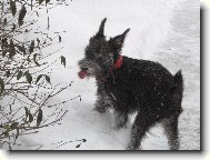 Zwergschnauzer, Miniature Schnauzer