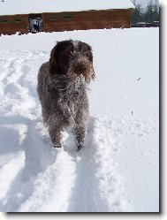 Czech Pointer, Bohemian wire-haired Pointing griffon