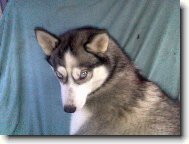 Siberian Husky