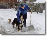Berner Sennenhund
