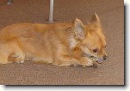 Chihuahua