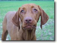 Rövidszörü Magyar Vizsla, Hungarian Short-haired Pointing Dog