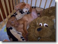 Rövidszörü Magyar Vizsla, Hungarian Short-haired Pointing Dog