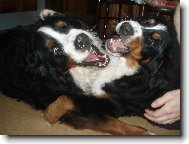 Berner Sennenhund