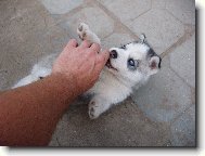Siberian Husky
