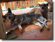 Australian Cattledog