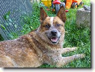 Australian Cattledog