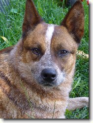 Australian Cattledog