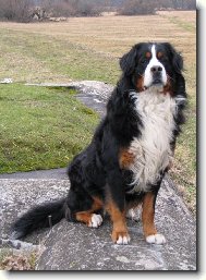 Berner Sennenhund