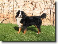 Berner Sennenhund