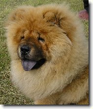 Chow Chow
