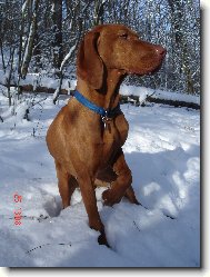 Rövidszörü Magyar Vizsla, Hungarian Short-haired Pointing Dog