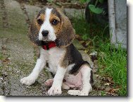 Beagle